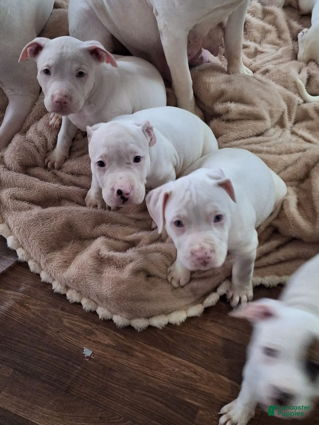 American Pit Bull Terrier dogs for sale: American Pit Bull Terrier 7 - Ad 1