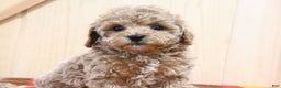 Bichpoo dogs for sale: Orchid - Ad 3