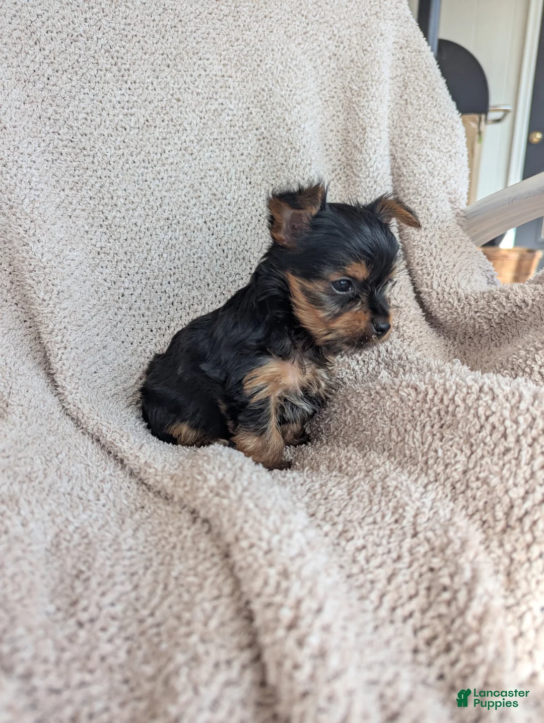 Yorkshire Terrier dogs for sale: Janette.           - Ad 1