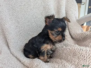 Yorkshire Terrier dogs Janette. - Ad 3