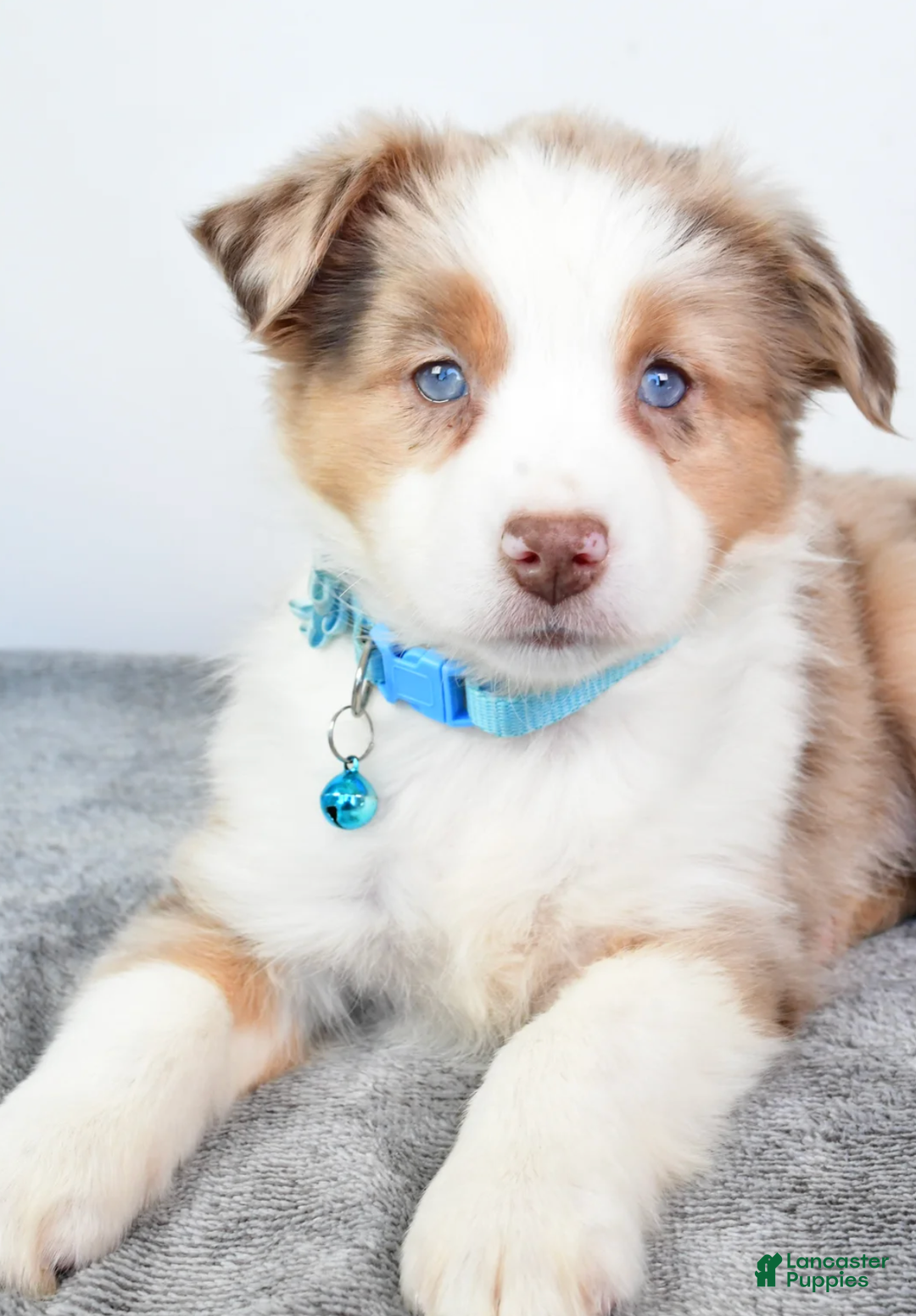 Miniature Australian Shepherd dogs for sale: Alexis - Ad 3