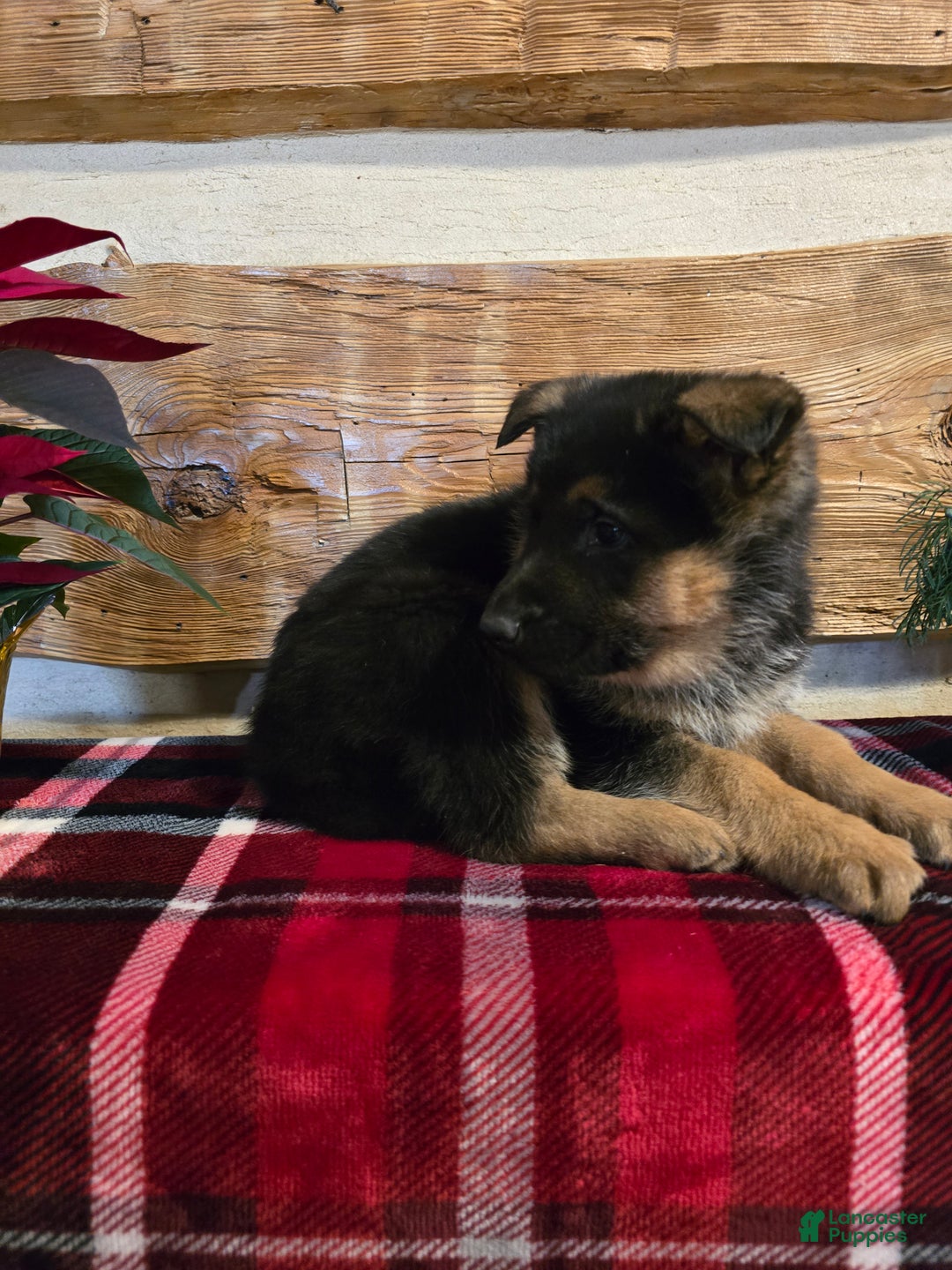 German Shepherd dogs for sale: Rex - Ad 2
