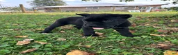 Cane Corso dogs for sale: Bear - Ad 7