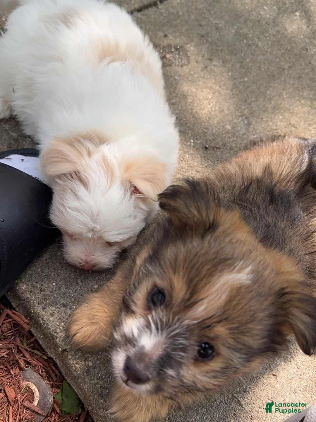 Mixed Breed dogs for sale: Biscuit - Ad 2