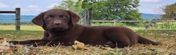Labrador Retriever dogs for sale: Piper - Ad 2