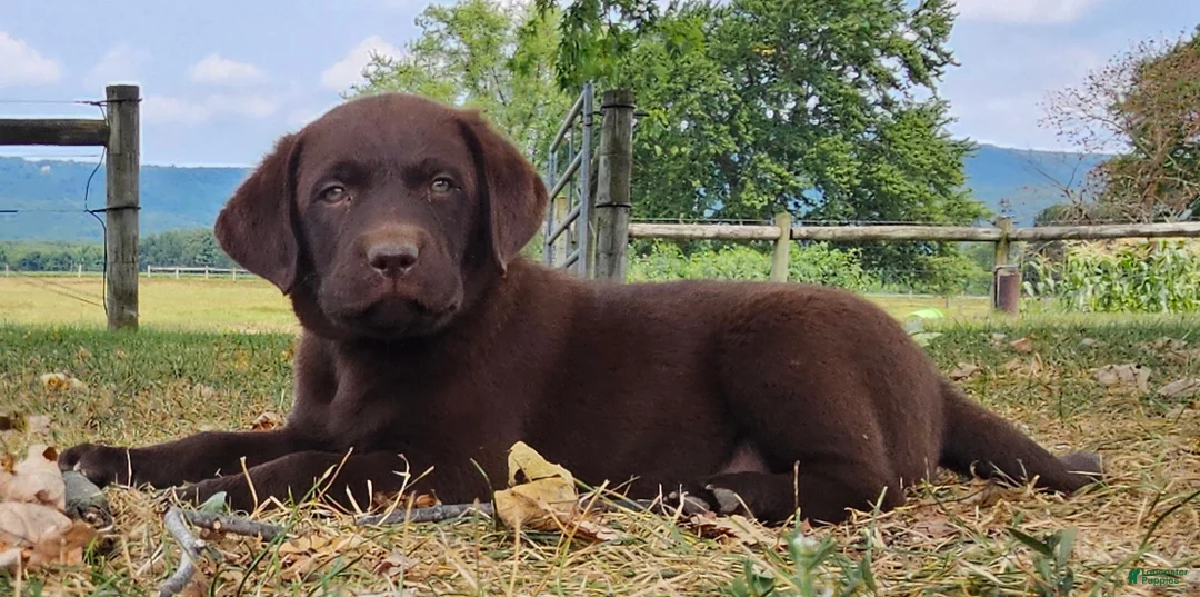 Labrador Retriever dogs for sale: Piper - Ad 2
