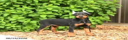 Doberman Pinscher dogs for sale: Doja - Ad 5
