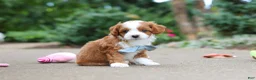 Cavapoo dogs for sale: Hudson - Ad 7