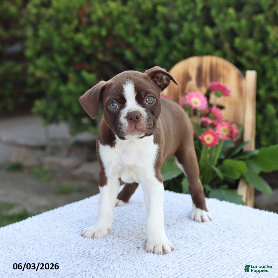 Boston Terrier dogs for sale: Daisy - Ad 1