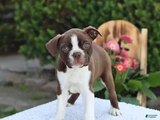 Boston Terrier dogs for sale: Daisy - Ad 1