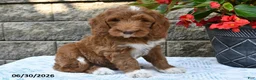 Goldendoodle dogs for sale: Oliver - Ad 3