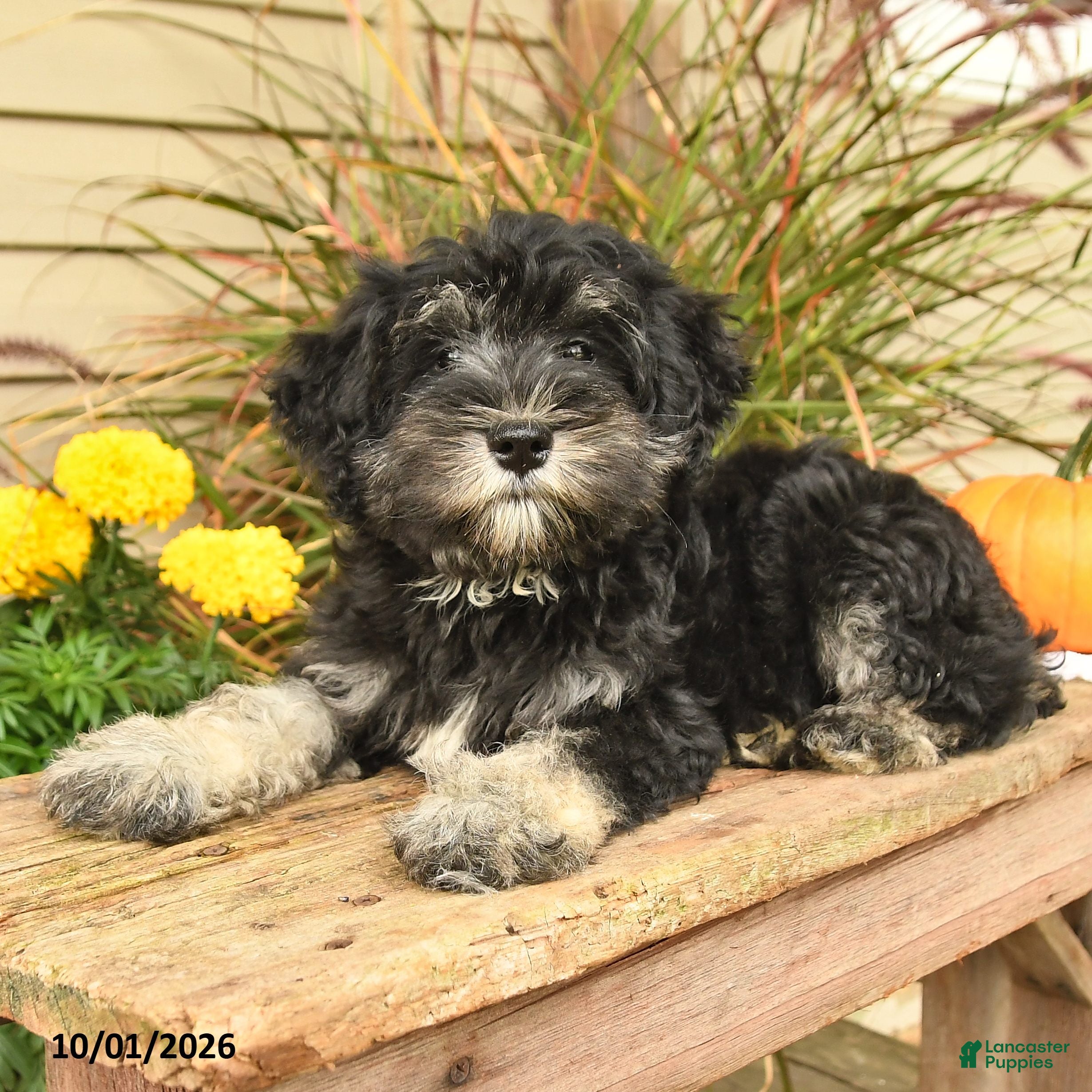 Miniature Schnauzer dogs Perlie - Ad 2