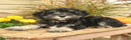 Miniature Schnauzer dogs for sale: Perlie - Ad 2