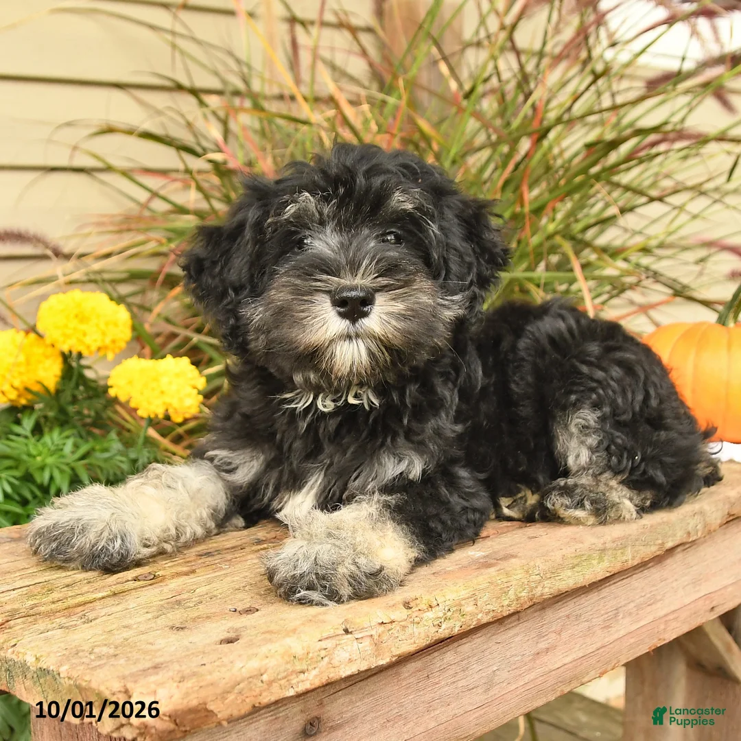 Miniature Schnauzer dogs for sale: Perlie - Ad 2