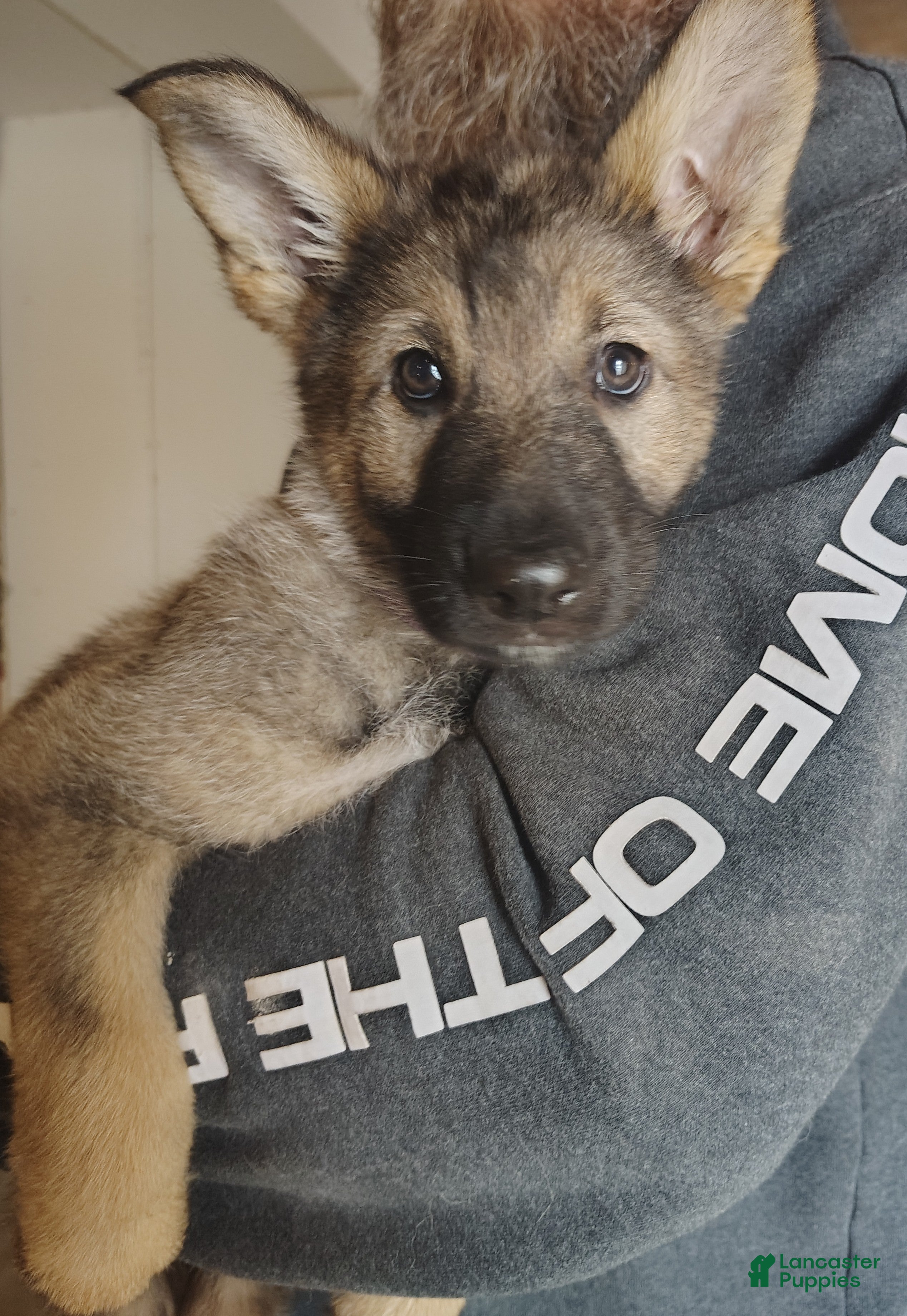 German Shepherd dogs Fern - Ad 1