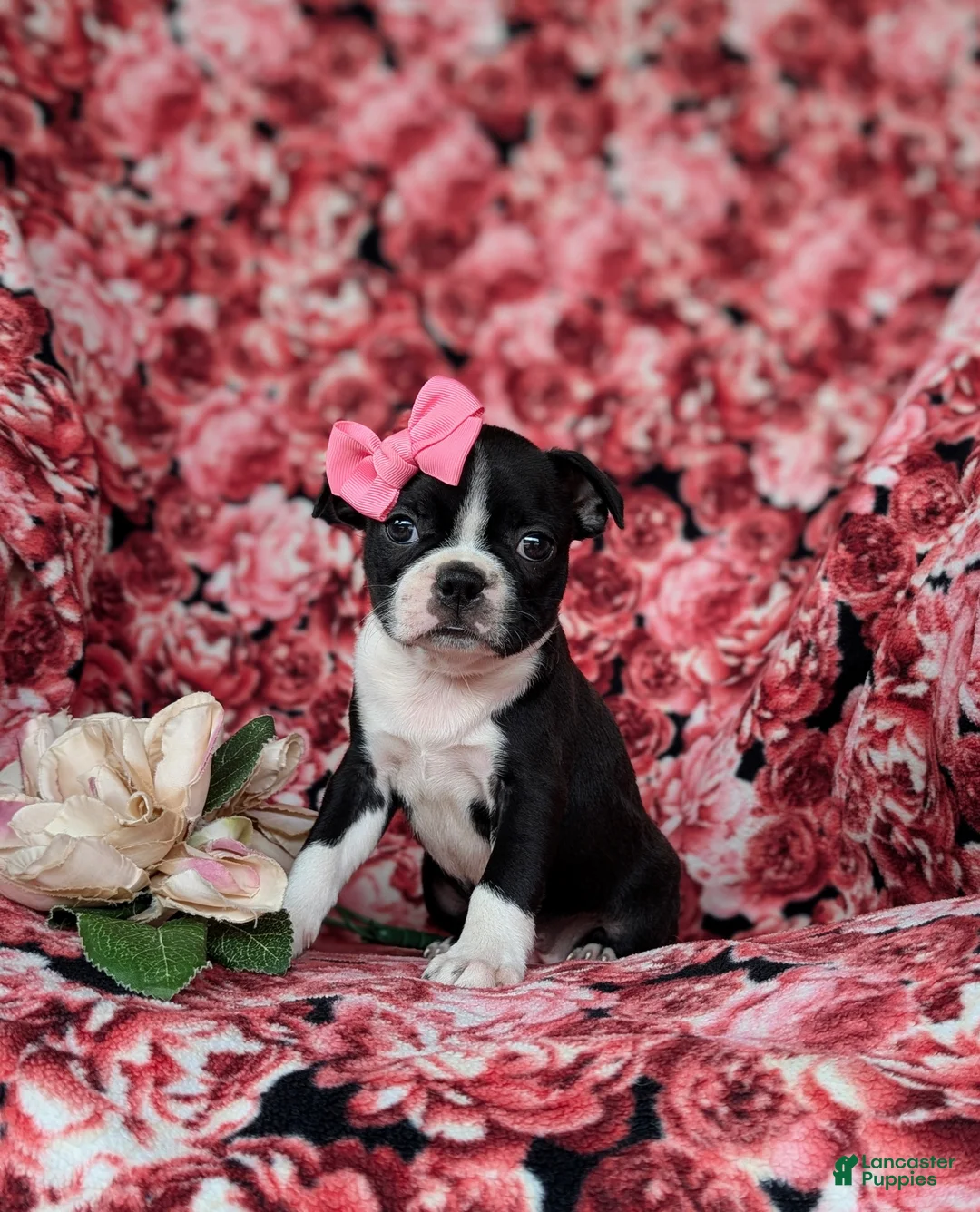 Boston Terrier dogs for sale: Elyce - Ad 2