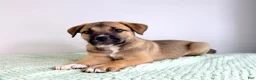 Mixed Breed dogs for sale: Mack - Ad 5