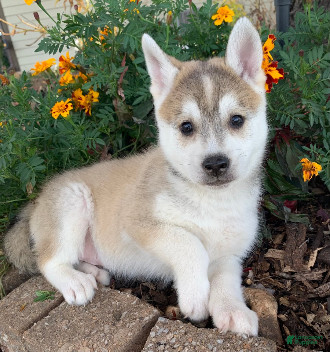 Alaskan Klee Kai dogs for sale: Happy Timber~! - Ad 3