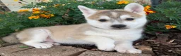 Alaskan Klee Kai dogs for sale: Happy Timber~! - Ad 3