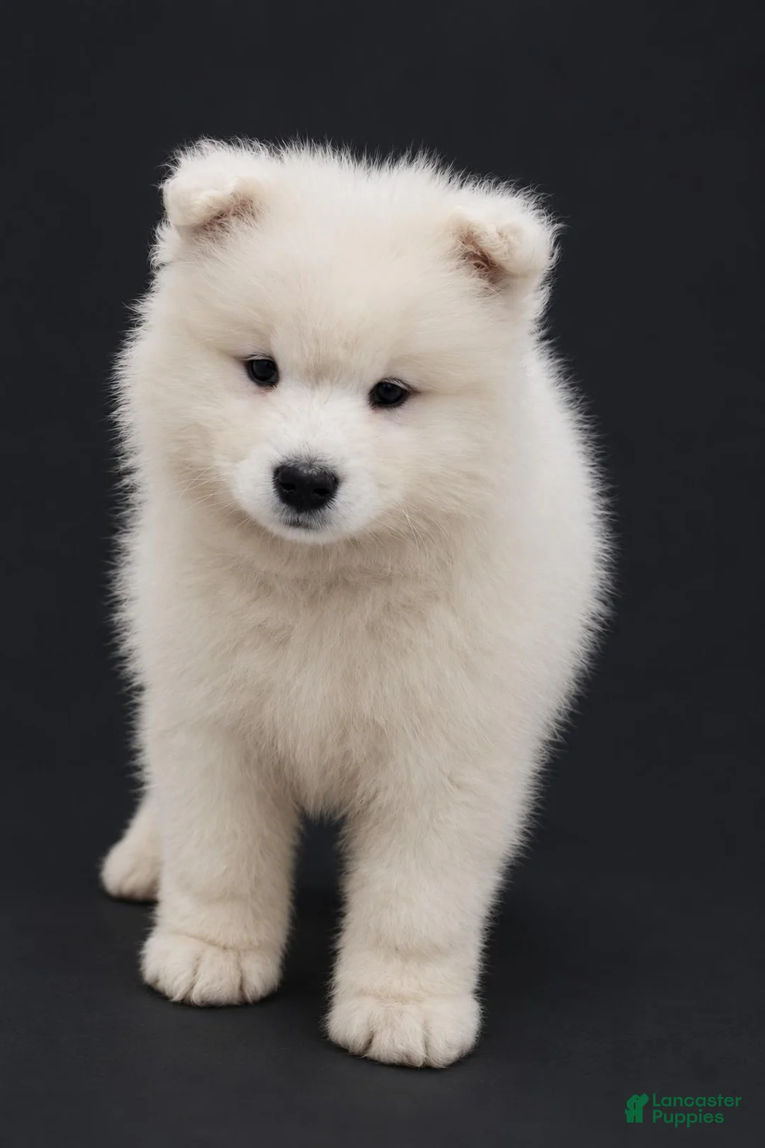 Samoyed dogs for sale: Queenie  - Ad 1