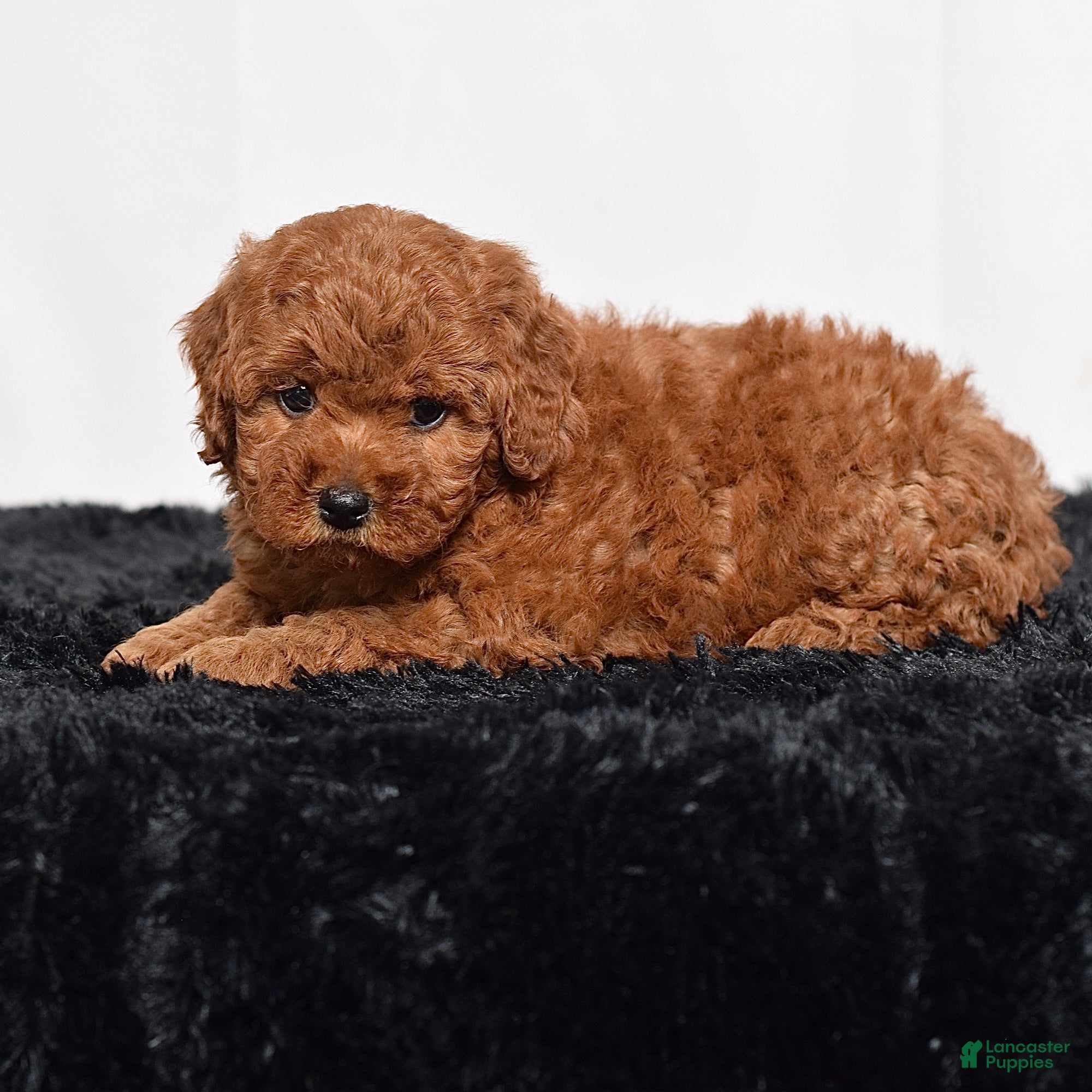 Mini Goldendoodle dogs for sale: Maddie - Ad 2