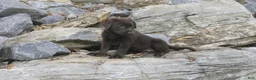 Labrador Retriever dogs for sale: Samantha Labrador Retriever  - Ad 15