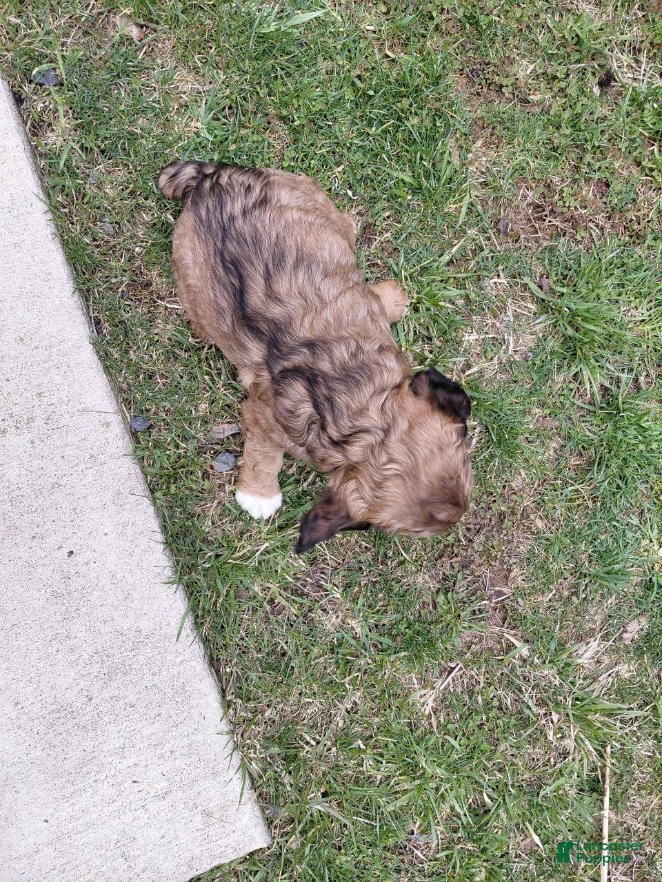 Mixed Breed dogs Arnie - Ad 2