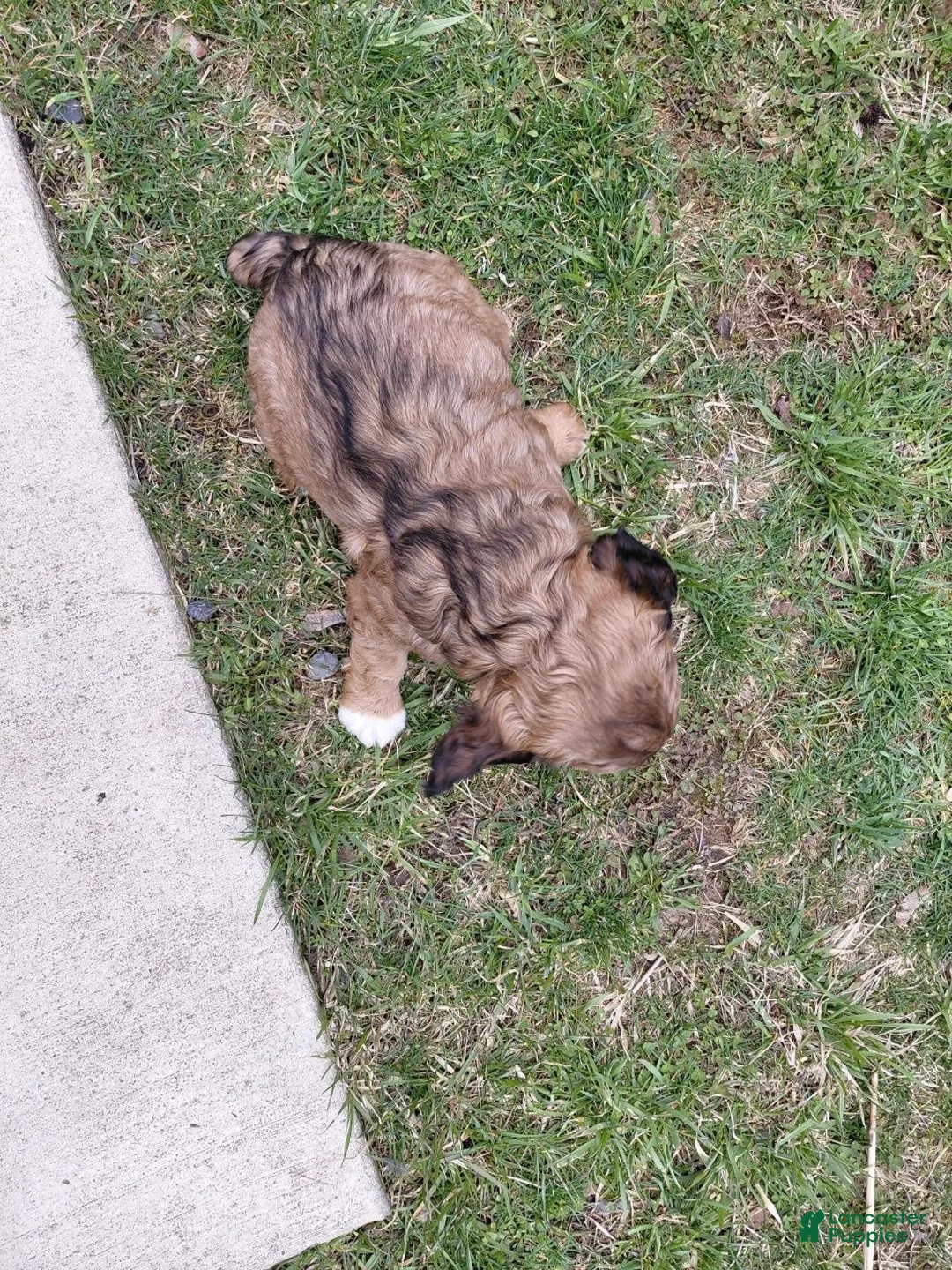 Mixed Breed dogs for sale: Arnie - Ad 2