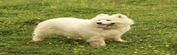 Samoyed dogs for sale: Milly - Ad 1