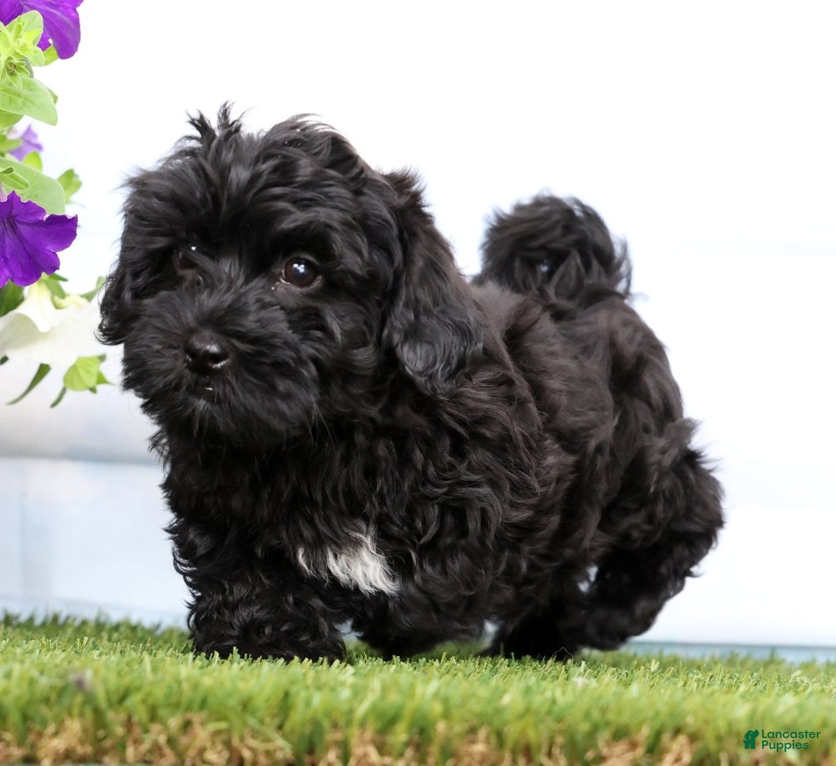 Mixed Breed dogs Daphne - Ad 1