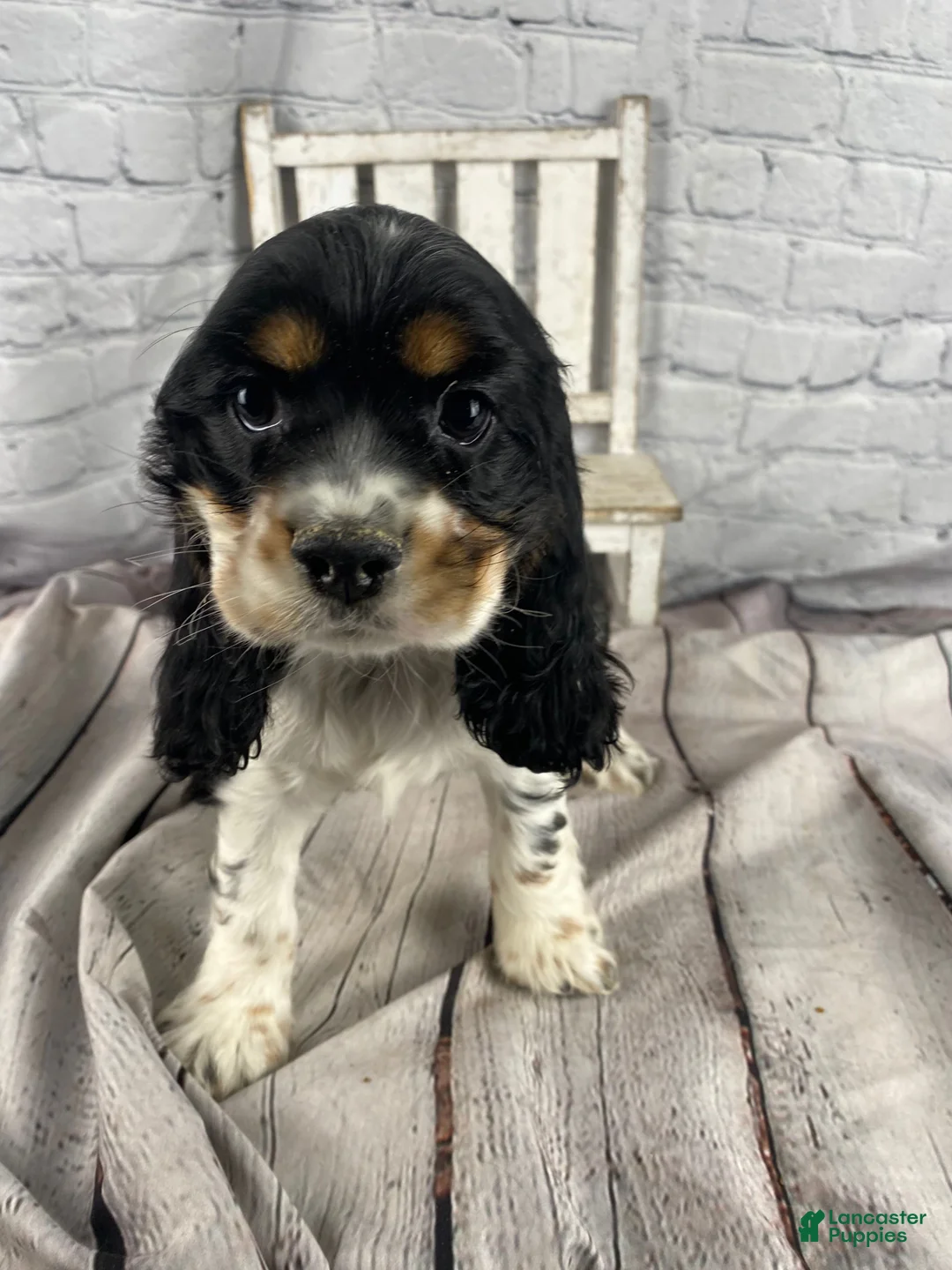 Cocker Spaniel dogs for sale: Pippa - Ad 11