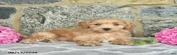 Maltipoo dogs for sale: Elwood  - Ad 3
