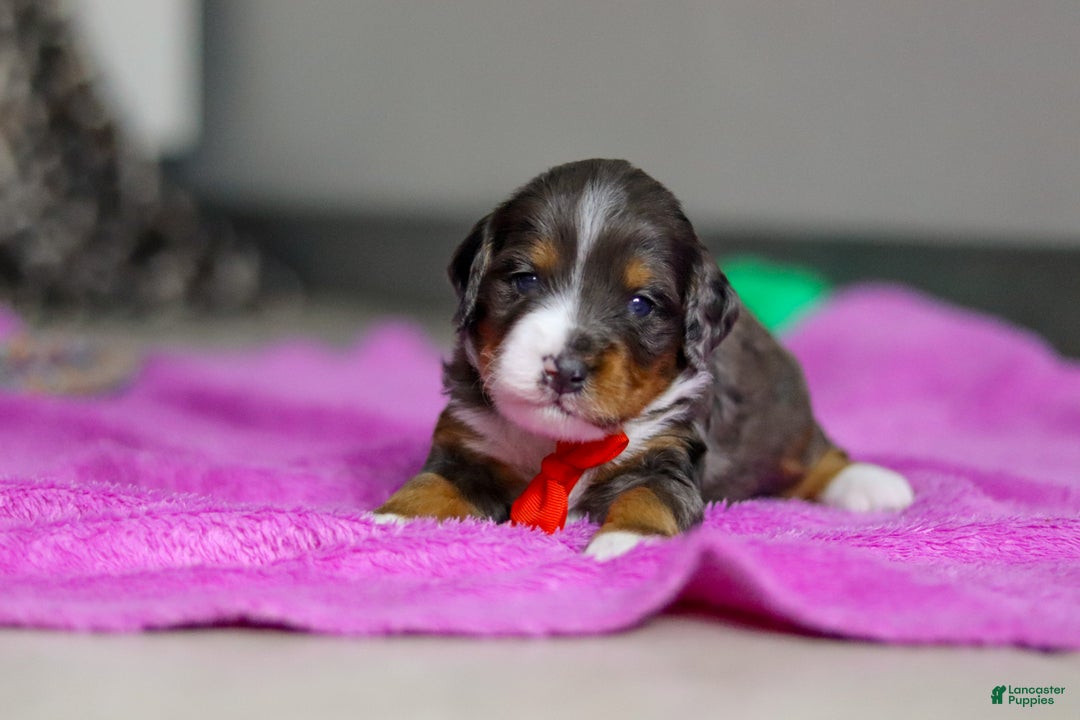 Mini Bernedoodle dogs for sale: Dakota — Male — $2499 - Ad 6