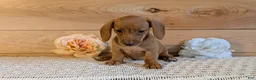 Miniature Dachshund dogs for sale: Honey - Ad 10