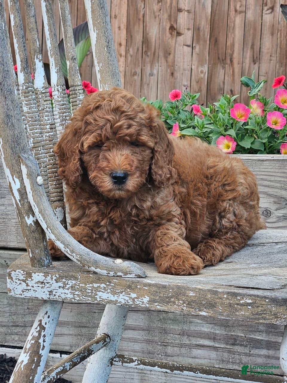 Mini Goldendoodle dogs for sale: Ginger  - Ad 2