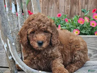 Mini Goldendoodle dogs for sale: Ginger - Ad 2