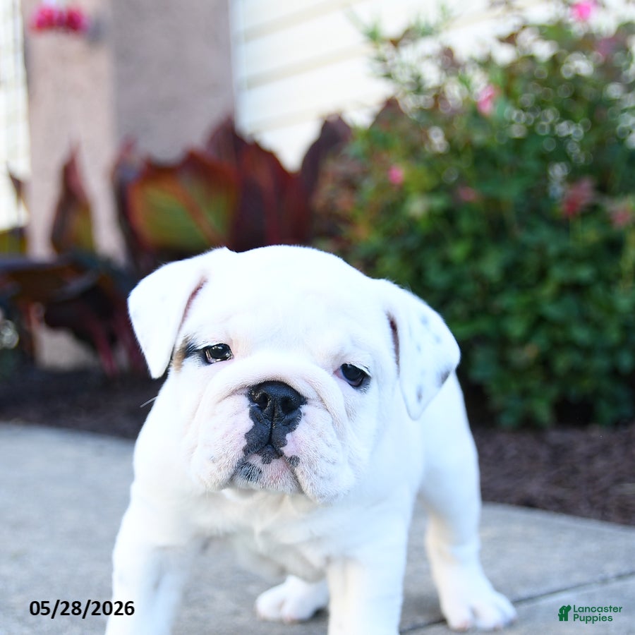 English Bulldog dogs Paisley - Ad 2