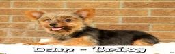 Yorkshire Terrier dogs for sale: Bella - Ad 10