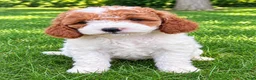 Cavapoo dogs for sale: Bonnie - Ad 3