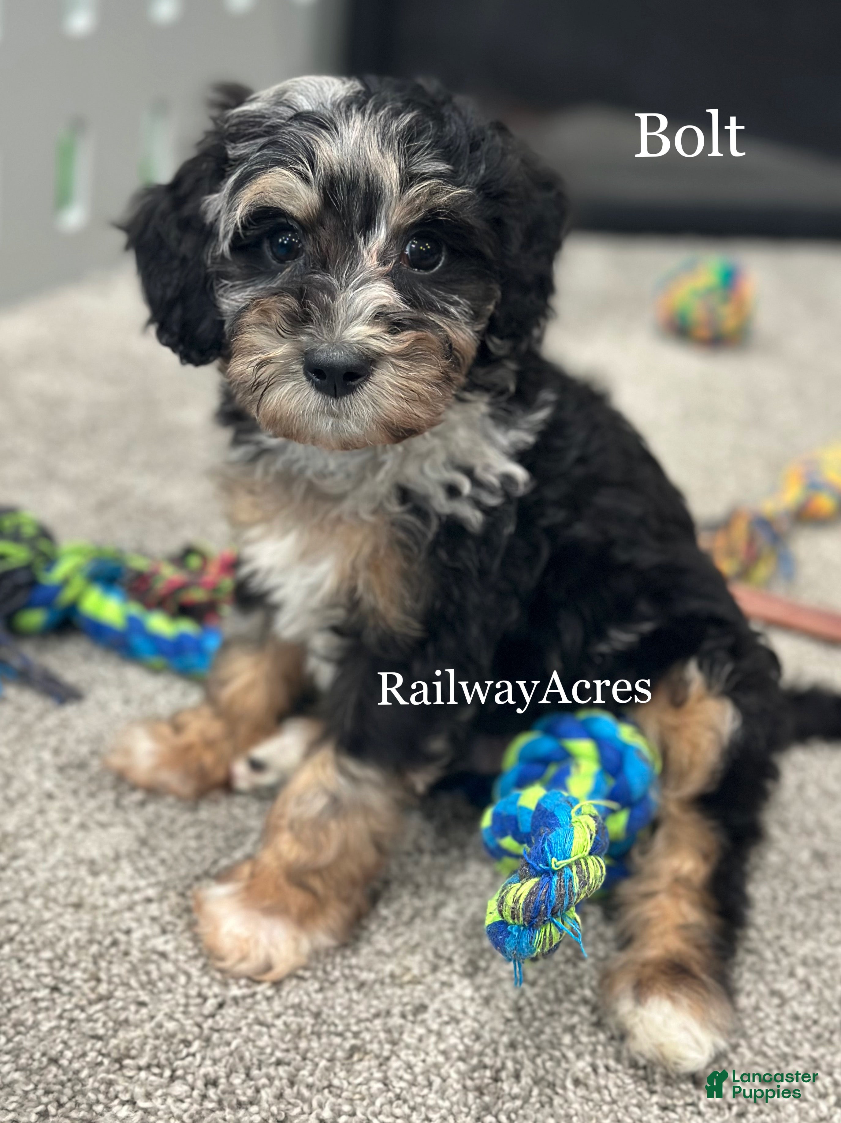 Goldendoodle dogs Bolt - Ad 14
