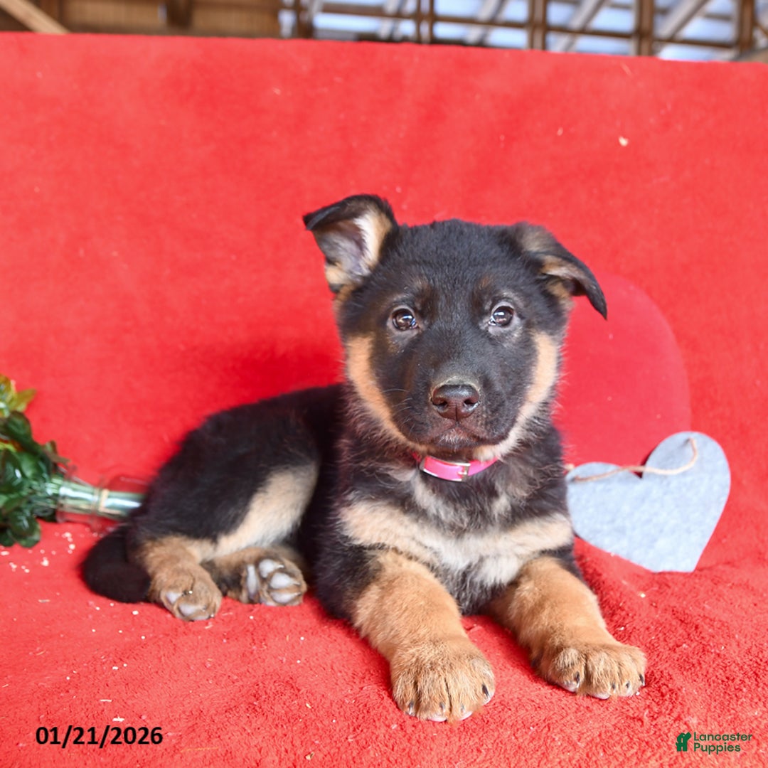 German Shepherd dogs for sale: Jessica - Ad 3