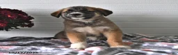 Mixed Breed dogs for sale: Stormy - Ad 4