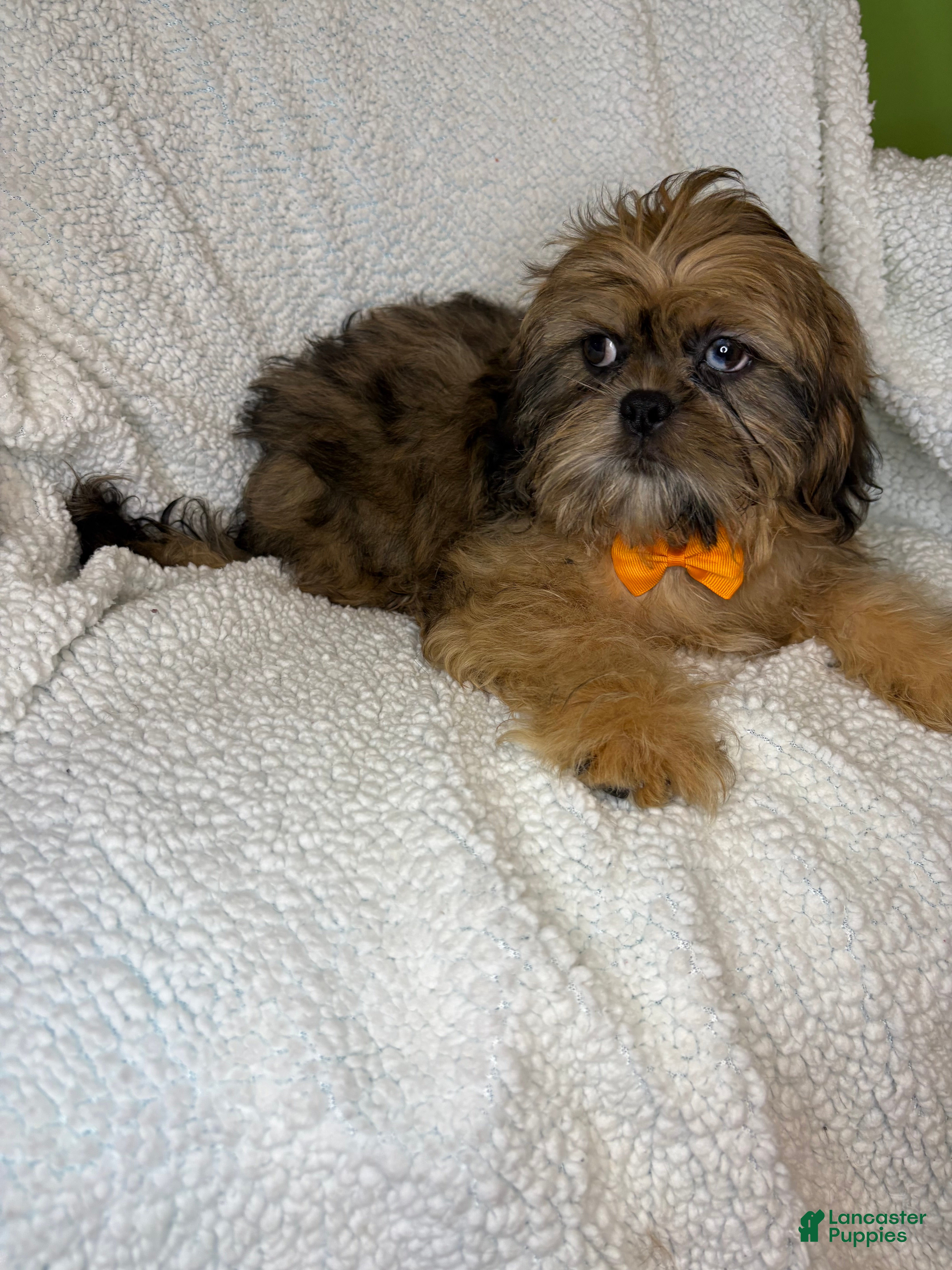 Shihpoo dogs Shihpoo 3 - Ad 4