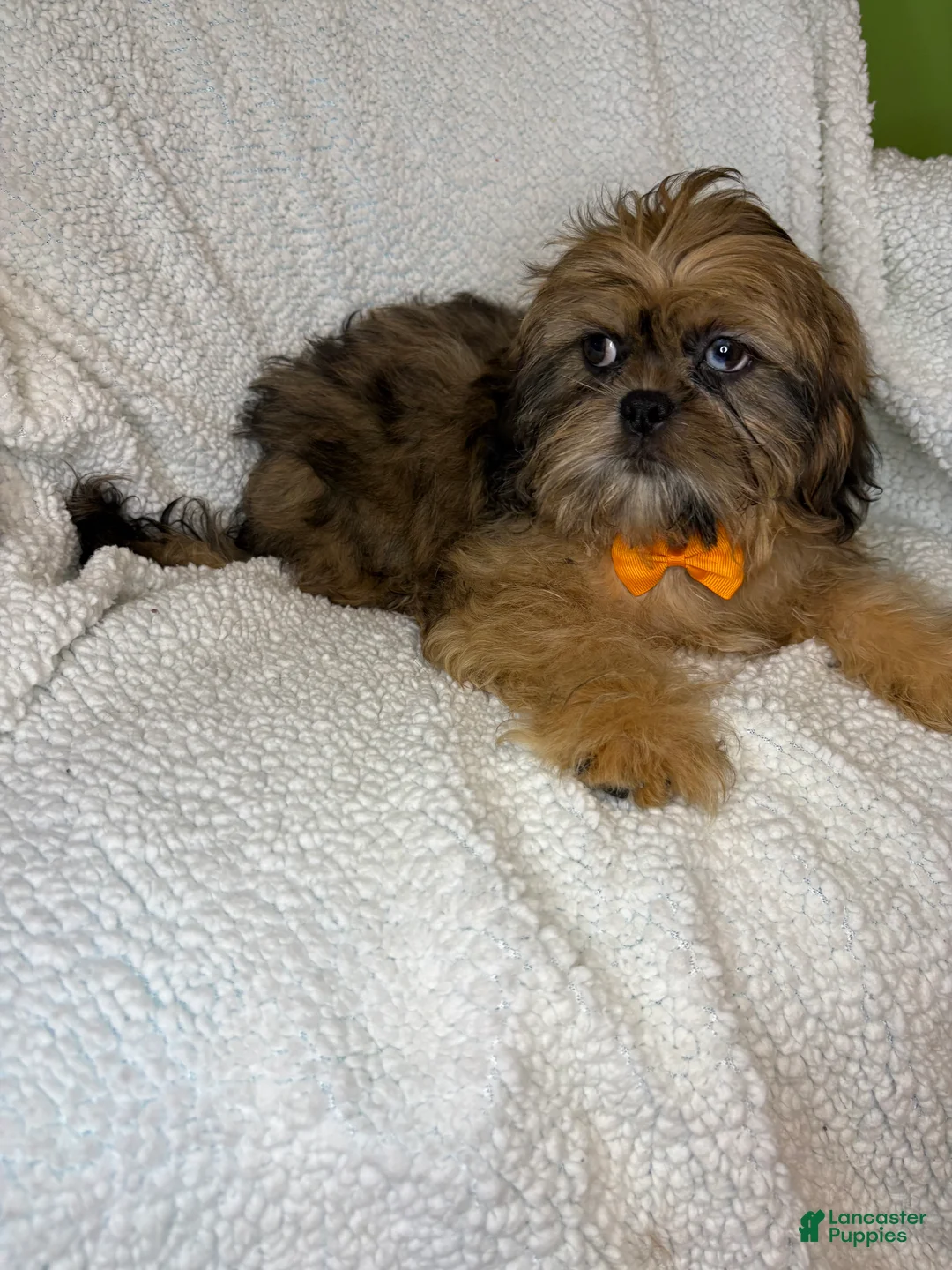 Shihpoo dogs for sale: Shihpoo 3 - Ad 1