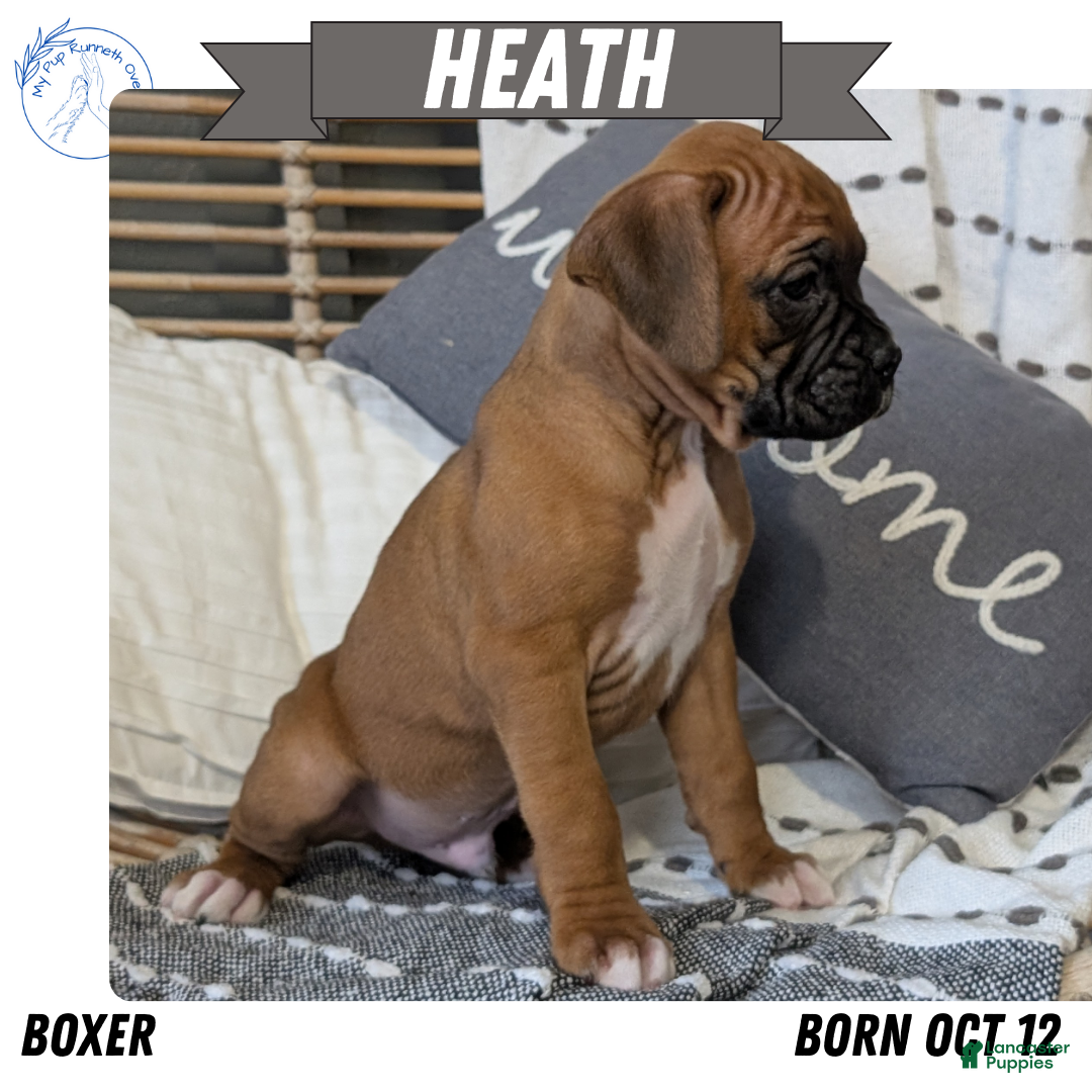 Boxer dogs Heath - Ad 23