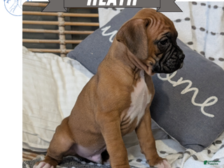 Boxer dogs Heath - Ad 16