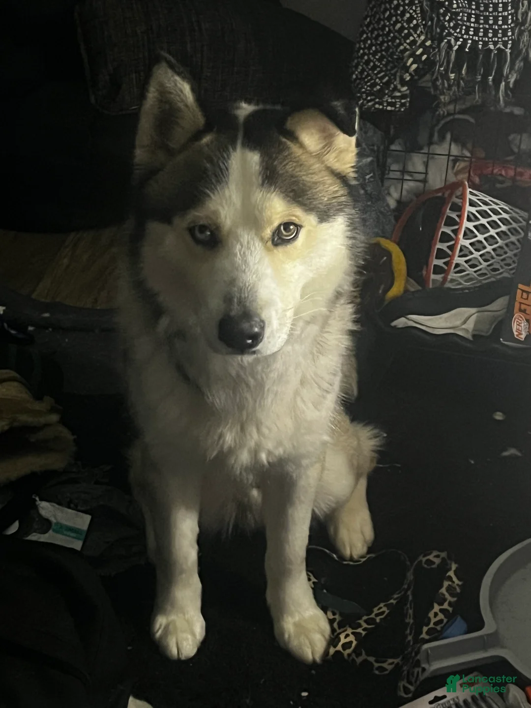 Mixed Breed dogs for sale:  Puppy 1 - Ad 1