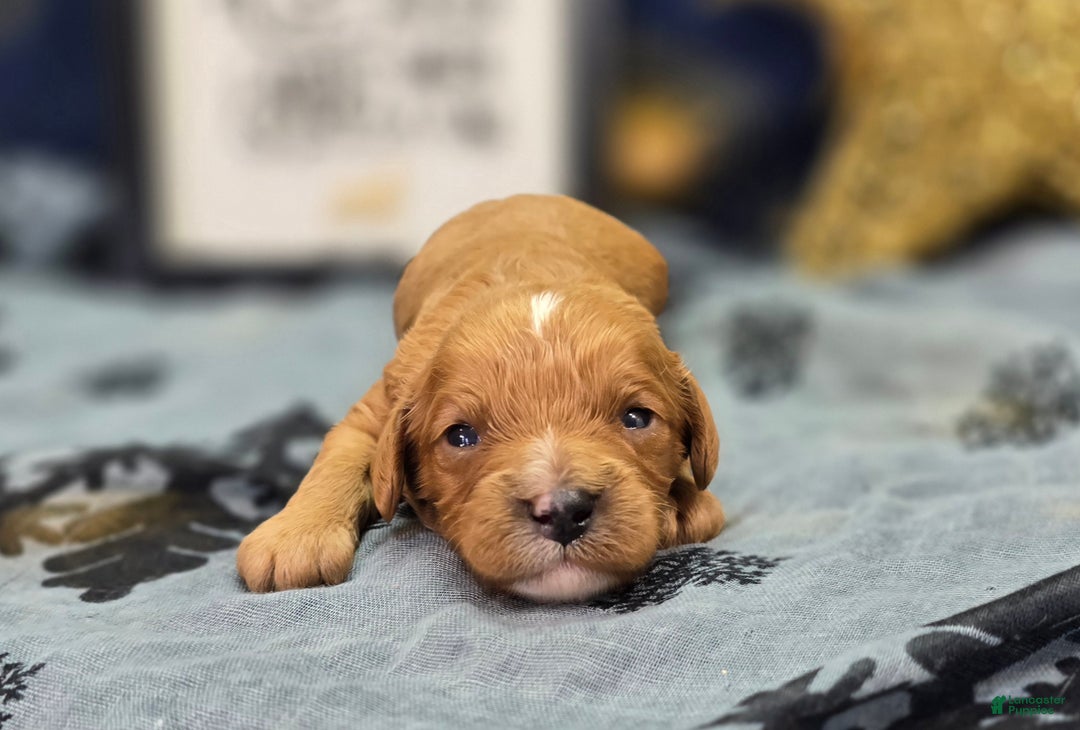 Cavapoo dogs for sale: Flannel - Ad 7