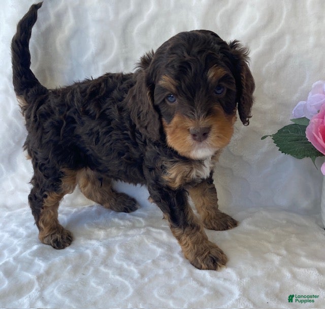 Cavapoo dogs for sale: Norman- chocolate tri - Ad 2