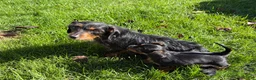 Dorkie dogs for sale: Dorkie 1 - Ad 2